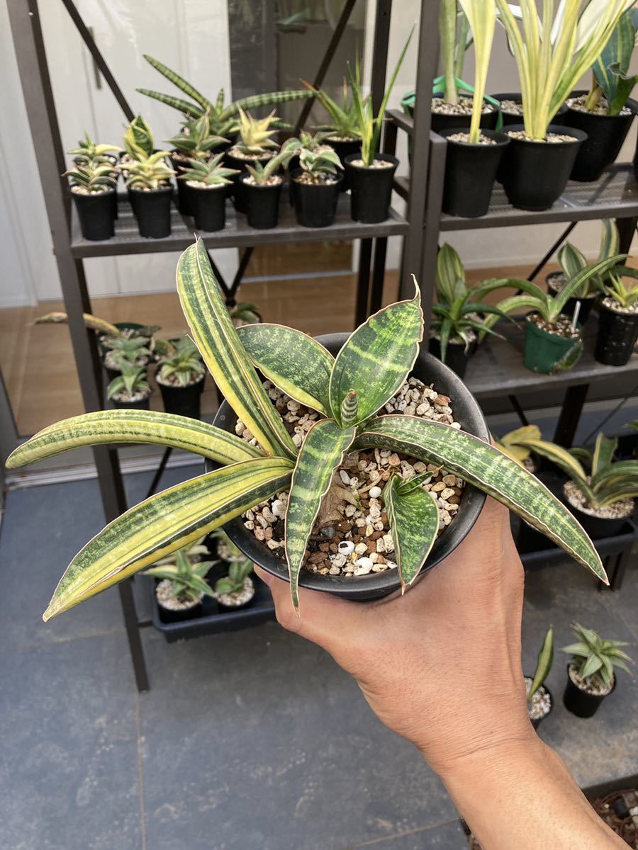 サンセベリアES849 美株斑入り