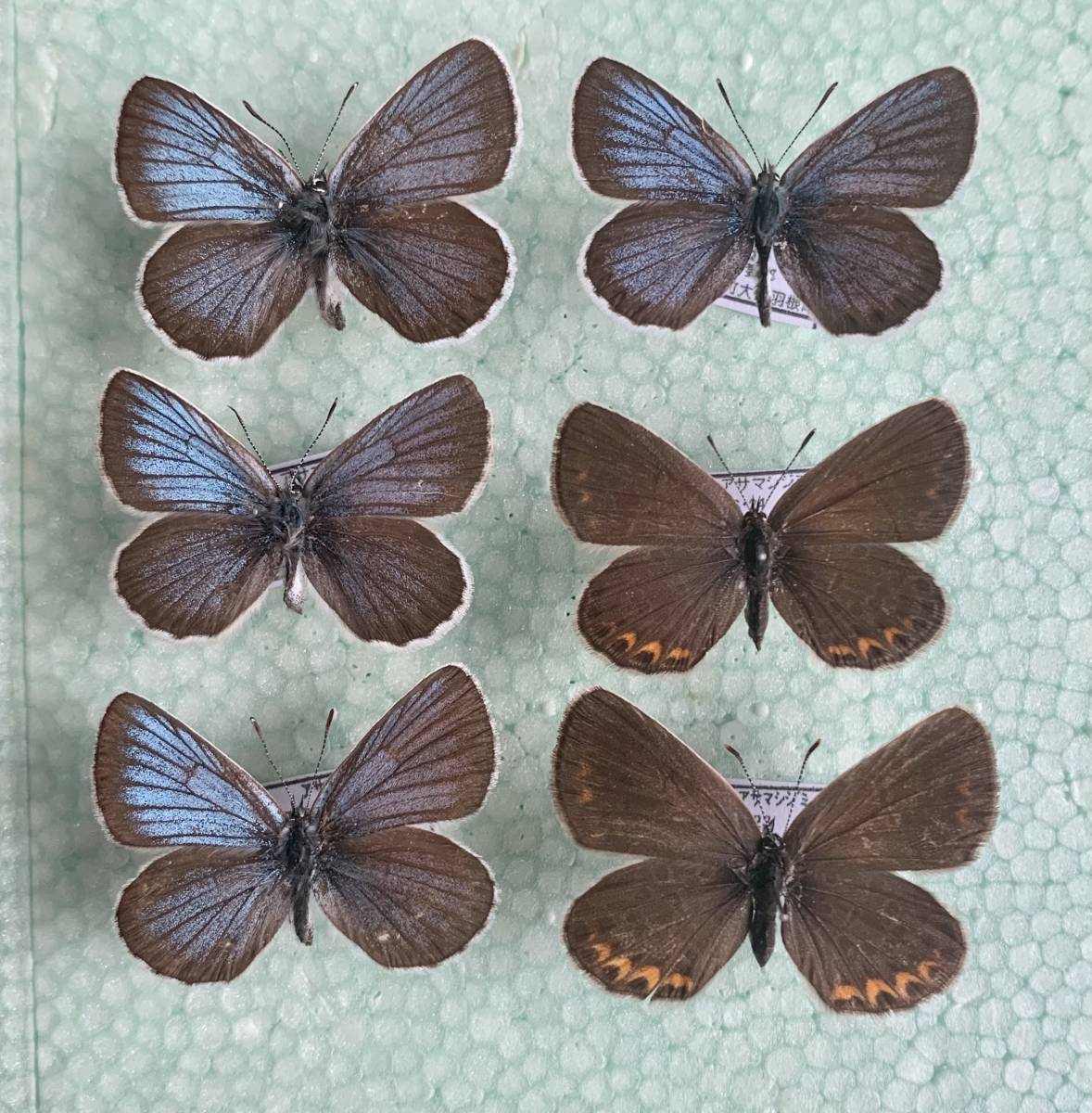 国産蝶標本 神奈川県藤野町のアサマシジミ ペア