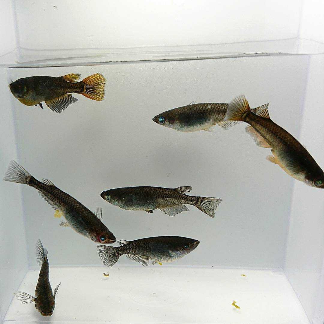 新品 ピュアブラック 黒べえ スモールアイ 悪魔 有精卵15個 A メダカ めだかの卵 レインボーアイ の落札情報詳細 ヤフオク落札価格情報 オークフリー