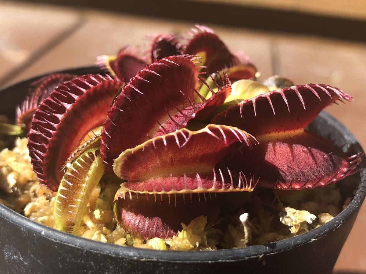 Dionaea muscipula 食虫植物 - ”Phallanx” Phalanx CK ハエトリソウ GJ