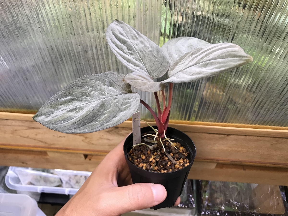 Green Note│大阪、我孫子のアクアリウムショップ » 9月5日 サトイモ科 観葉植物等 入荷しました！ Homalomena sp. Batu Ampar,Pulau singkep -1