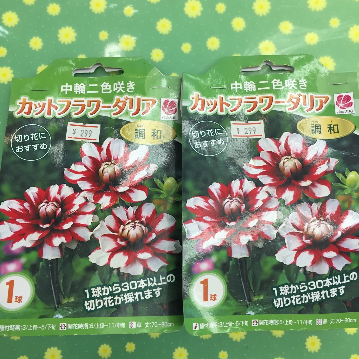 新品 植え付け時期5月末まで カットフラワーダリア 2袋セット の落札情報詳細 ヤフオク落札価格情報 オークフリー スマートフォン版
