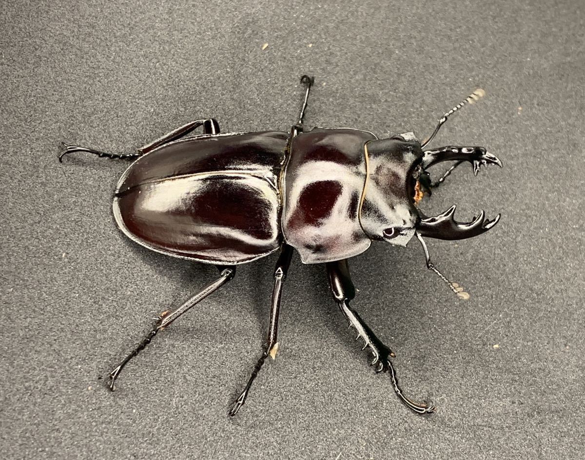 チャイロマルバネクワガタ 標本 チャイロマルバネクワガタ 成虫ペア - from SCRATCH