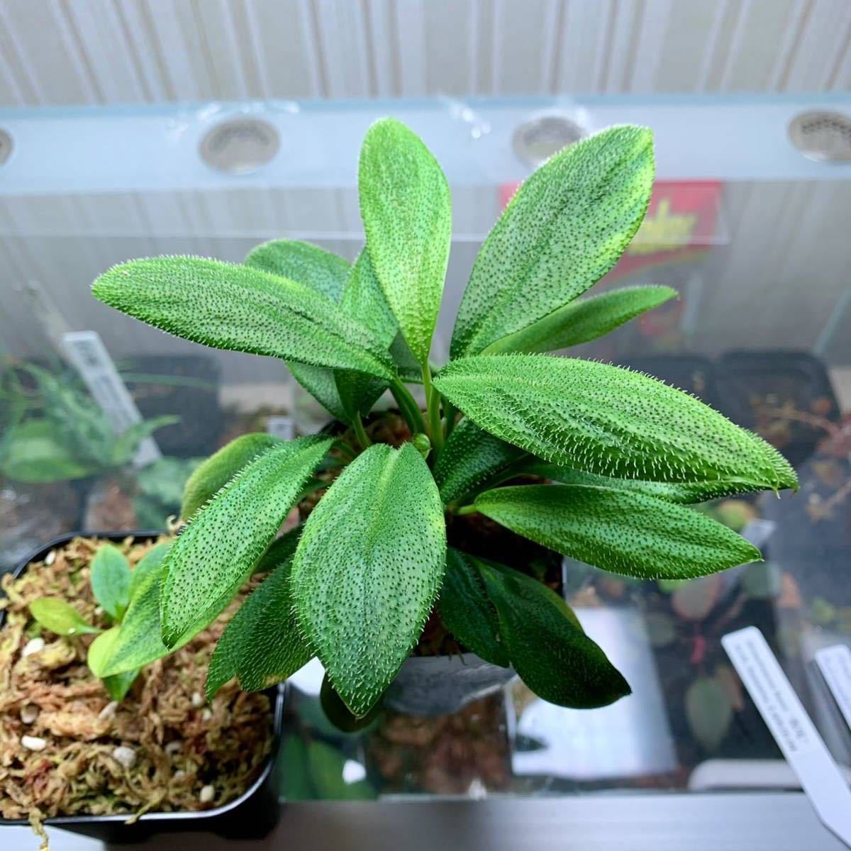 Homalomena hasei “狐尾” from Aceh sumatera [LA0616-04] ホマロメナ