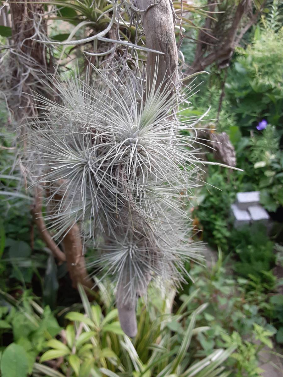 ティランジア フックシー グラシリスの流木付けクランプ ブロメリア エアープランツ 熱帯植物 着生植物 の落札情報詳細 ヤフオク落札価格情報 オークフリー スマートフォン版