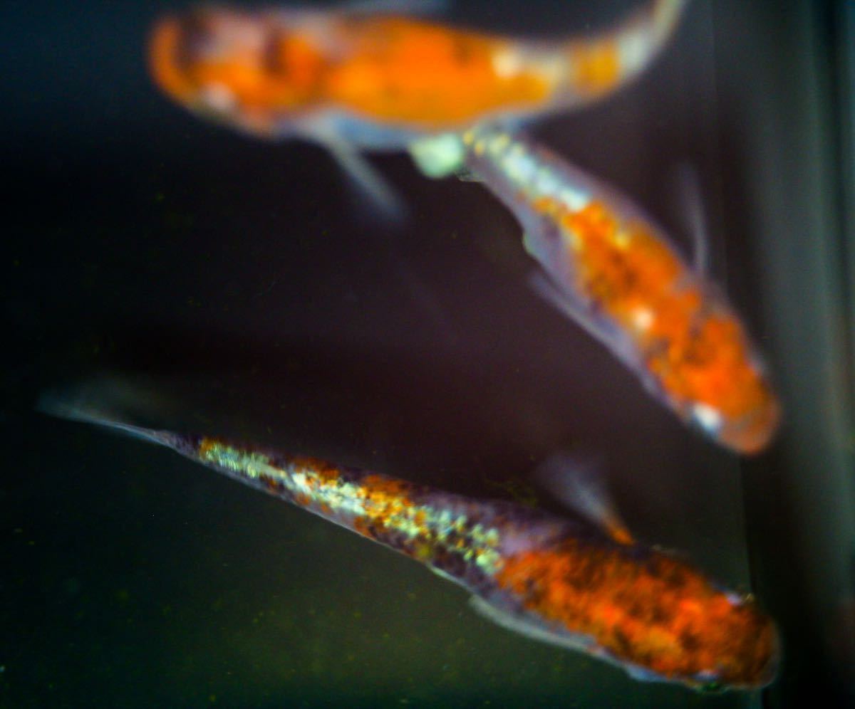 紅花魁 メダカ 川戸様より6 7万円で購入のペアの有精卵 10個 死着保証5個 合計15個 色上がり 配色文句無し体外光もバッチリ の落札情報詳細 ヤフオク落札価格情報 オークフリー スマートフォン版