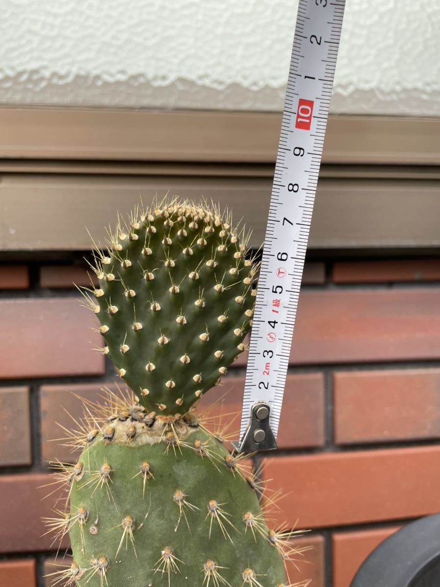 ガラパゴス ウチワサボテン 金棘 希少種 子株 抜き苗発送 多肉植物