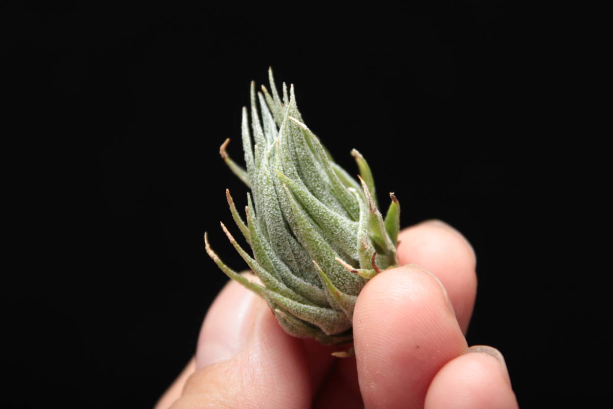 Tillandsia sprengeliana 'Large Clone' #1 Tillandsia sprengeliana