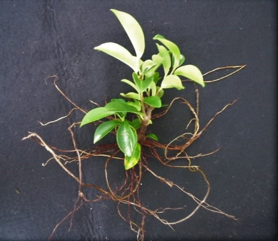 送料無料 実生 抜き苗 ガジュマル 観葉植物 幸福樹木 沖縄 がじゅまる 一品限定苗 残り僅か キジムナー精霊 の落札情報詳細 ヤフオク落札価格情報 オークフリー スマートフォン版