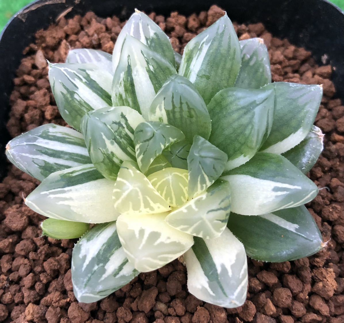 多肉植物 ハオルチア オブツーサ錦 花火 の落札情報詳細 ヤフオク落札価格情報 オークフリー スマートフォン版