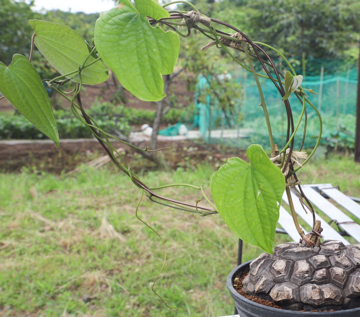 新品 メキシコ亀甲竜 7 植物 観葉植物 Palmettoplaza Com