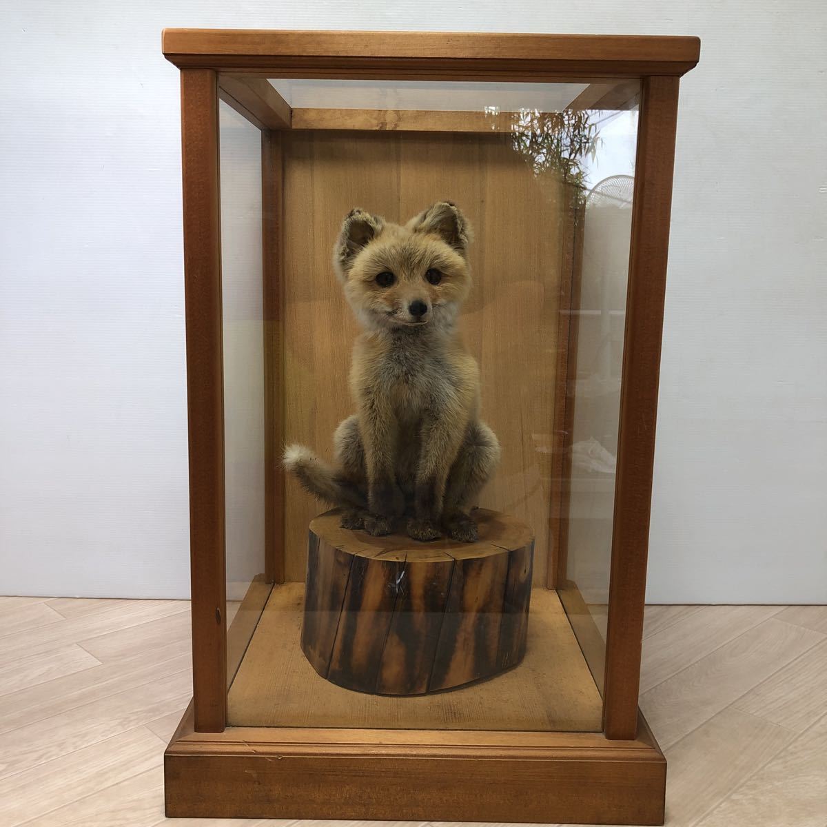 キツネの剥製 木製台座付き