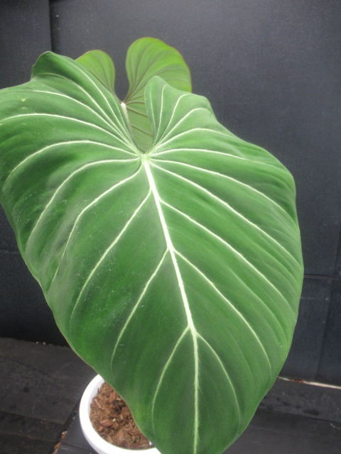 KN 1円！ フィロデンドロン グロリオーサム 'ゼブラ'（PHILODENDRON