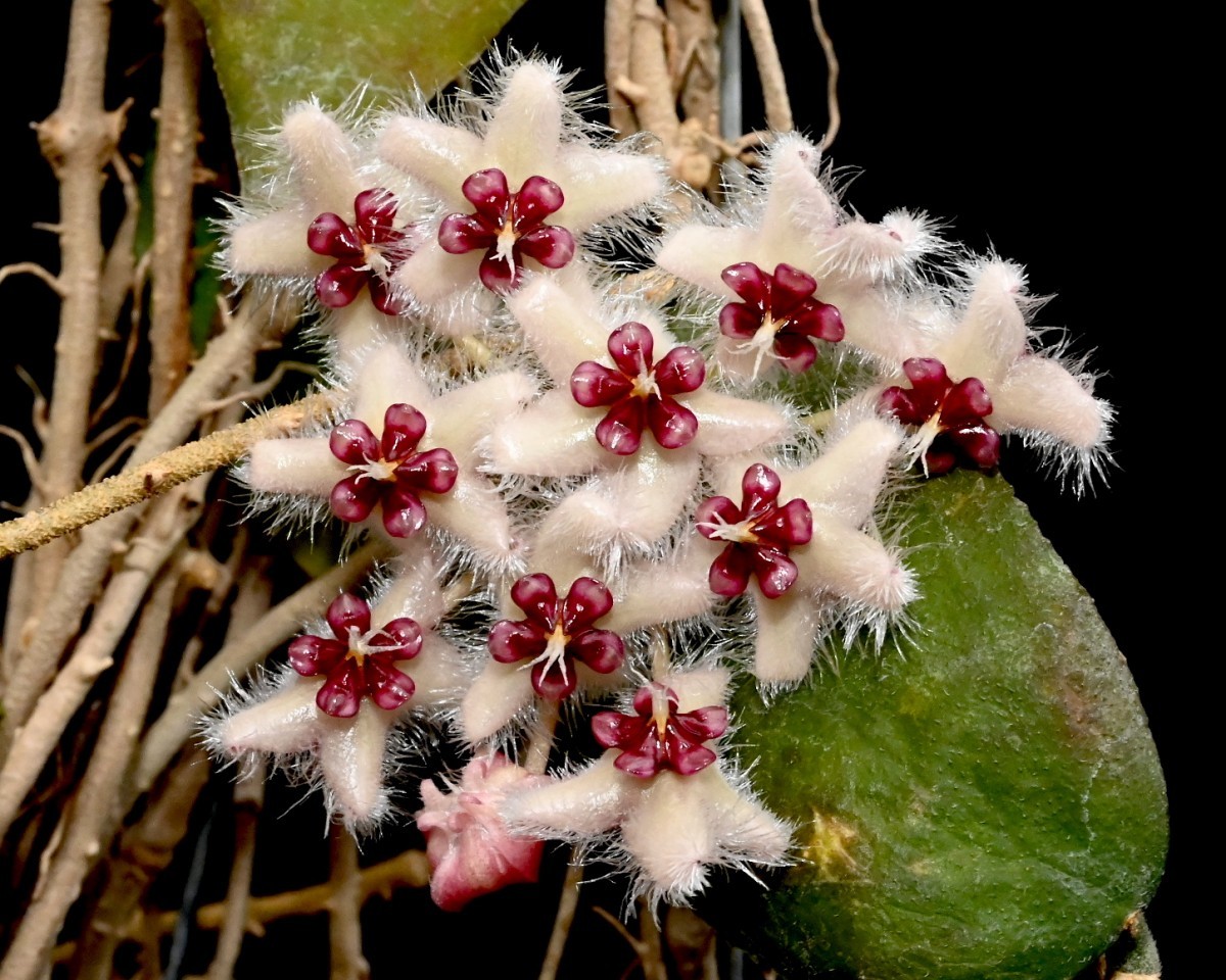 605 ホヤ カウダタ スマトラ Hoya Caudata Sumatra Www Shipsctc Org 605 ホヤ カウダタ スマトラ Hoya Caudata Sumatra Www Shipsctc Org