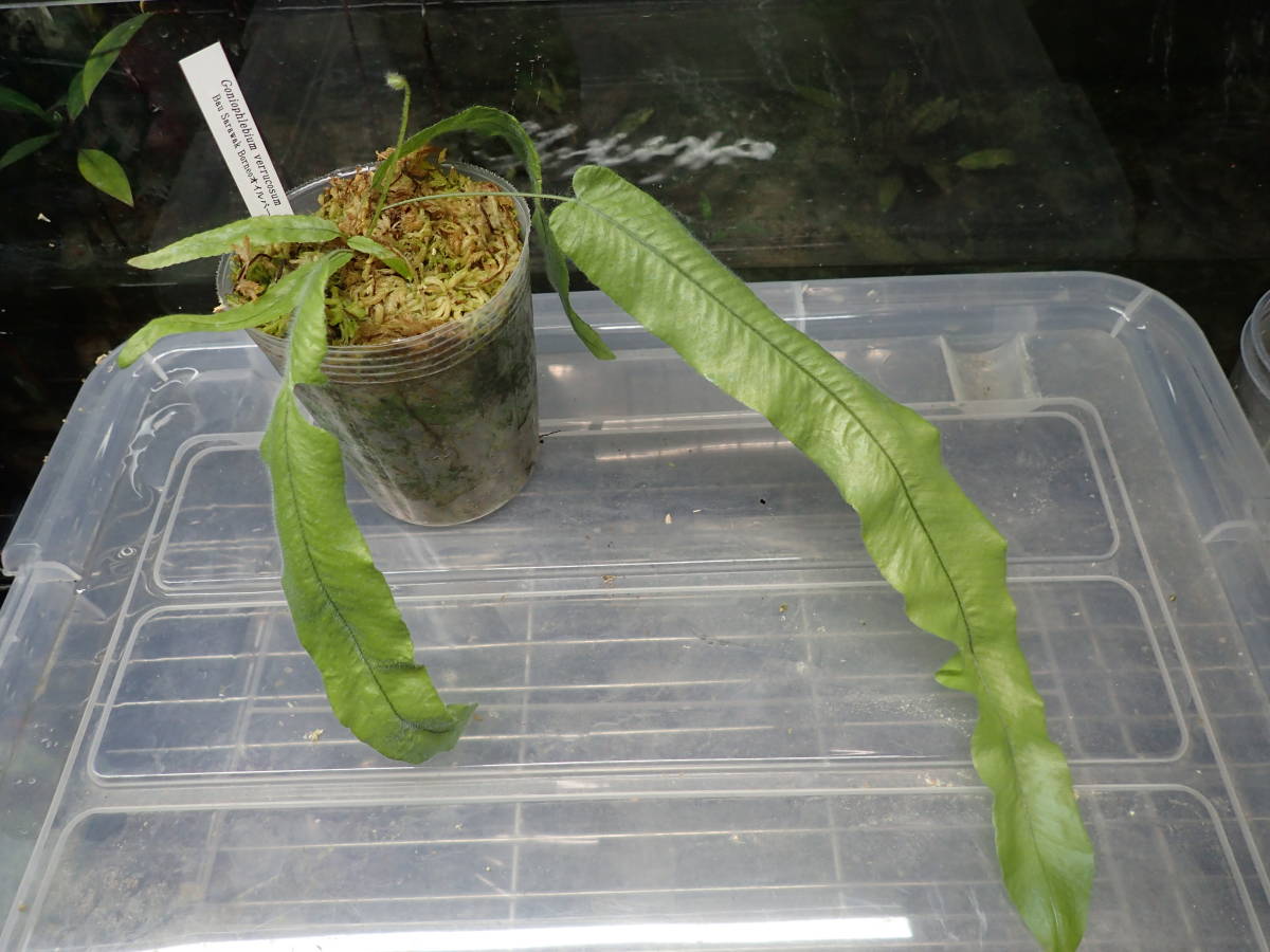 新品】KSB:Goniophlebium verrucosumボルネオ島サラワク州産胞子増殖株