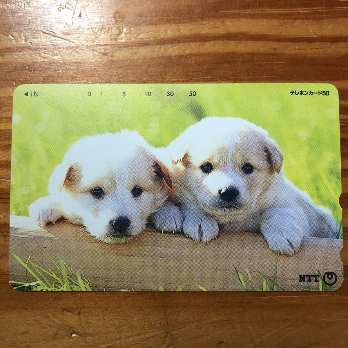 高級品 未使用 テレホンカード テレカ 猫 写真 50度 ポイント消化 テレフォンカード 子猫 Paroissesaintmaximin Fr