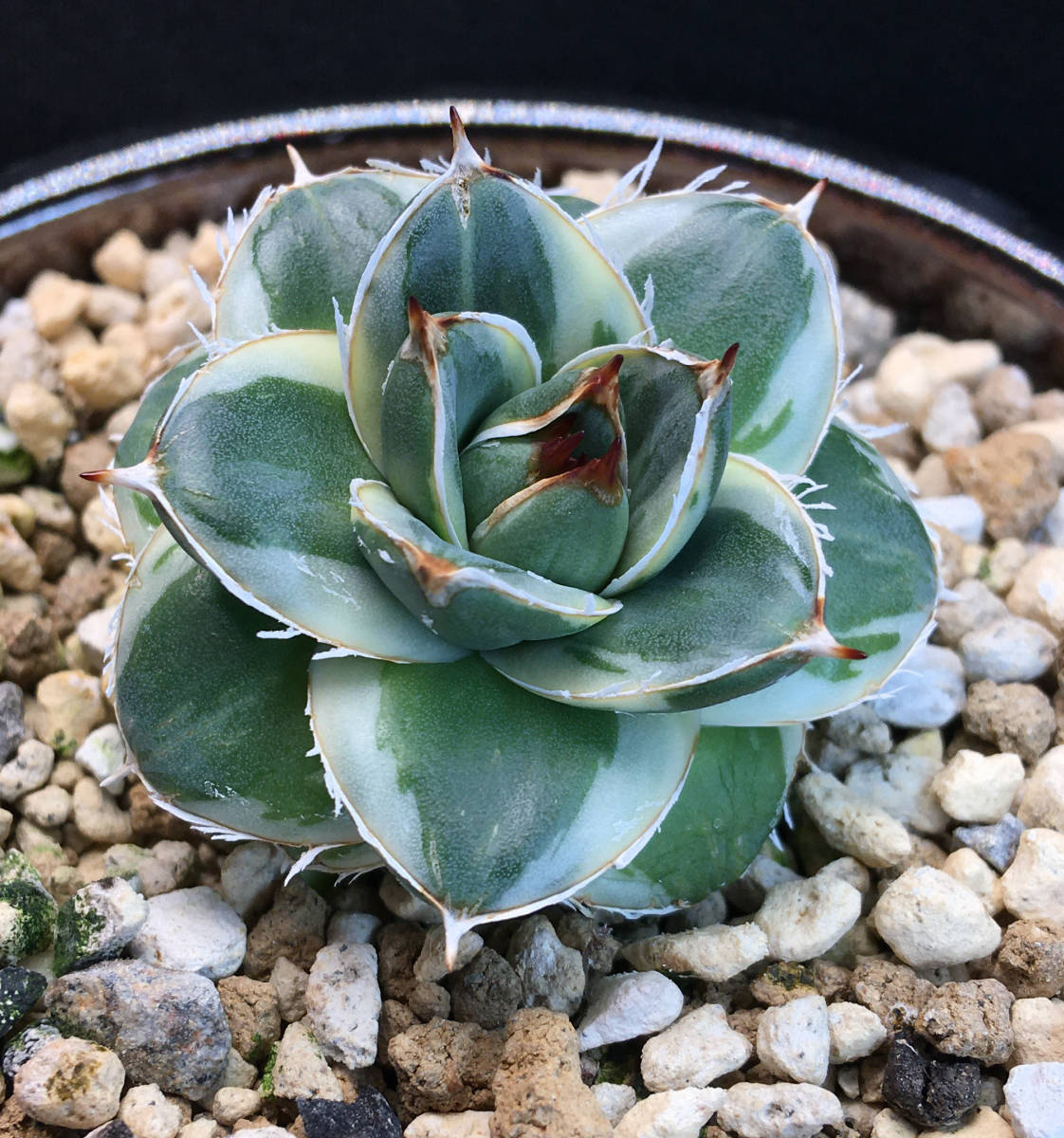 アガベ ピンキー 良型 アガベ ピンキー 希少 しっかり発根安心株