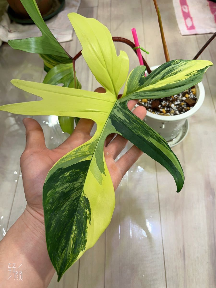 44%割引美しい ⭐️光触媒加工⭐️ふらのニングルの森 インテリアフェイクツリー 幸運の木150㎝ 植物/観葉植物 インテリア・住まい・小物-ACI.MD 44%割引美しい ⭐️光触媒加工⭐️ふらのニングルの森 インテリアフェイクツリー 幸運の木150㎝ 植物/観葉植物 インテリア・住まい・小物-ACI.MD