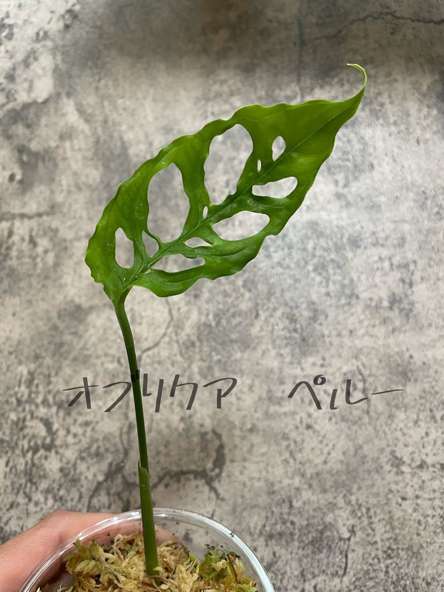 Sale 55 Off モンステラ オブリクア ペルー ランナー 12 植物 観葉植物 Alrc Asia
