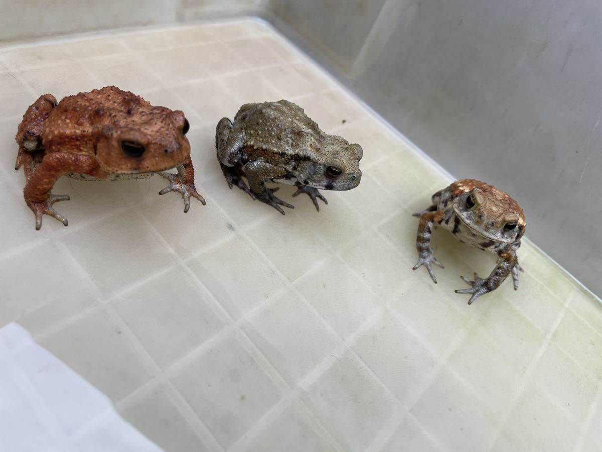 ミヤコヒキガエル 10匹