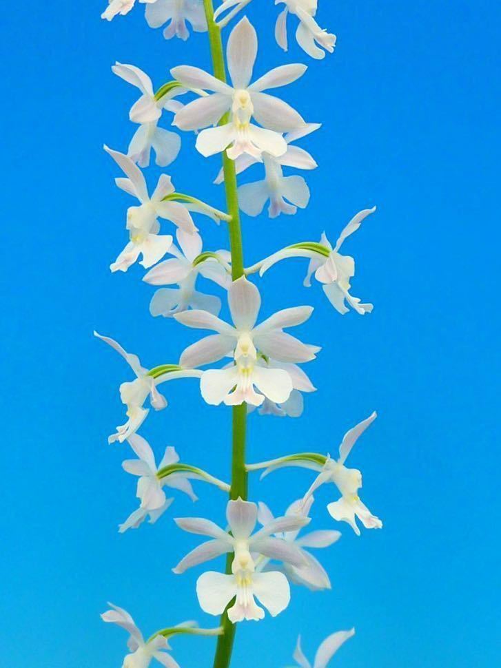 超希少 ウロコノキシノブ シダ 羊歯