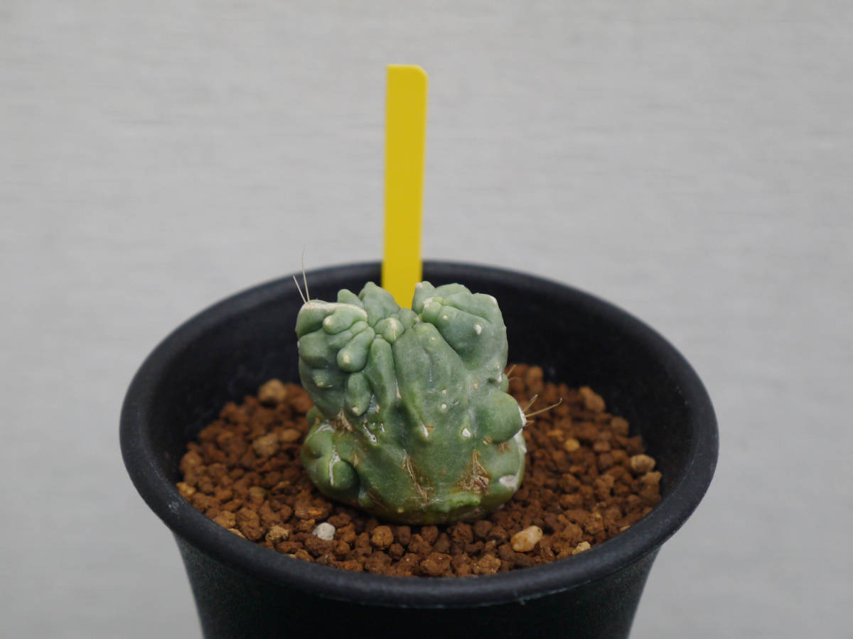 フェロカクタス　王冠竜モンスト 未使用】フェロカクタス 刺無し王冠竜モンスト Ferocactus glaucescens