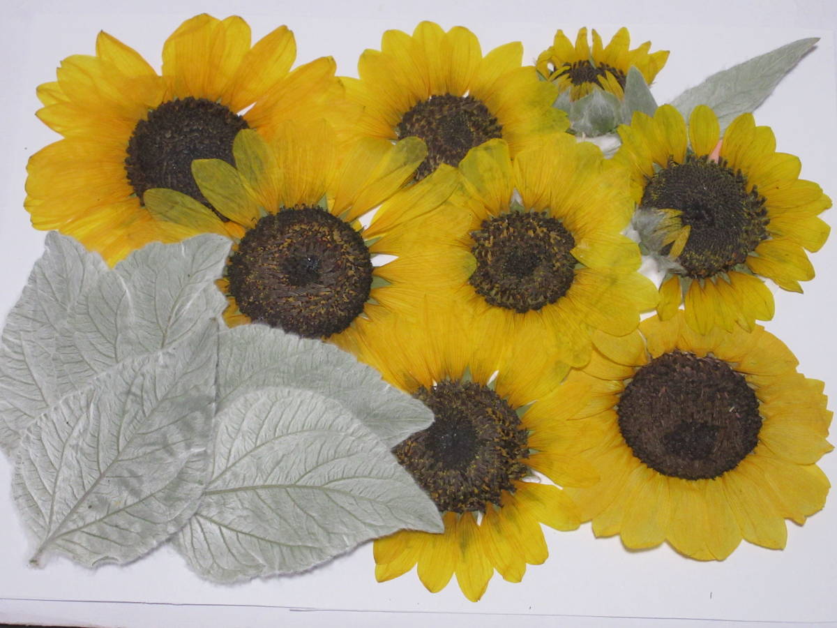 セール 特集 押し花素材 4301 アナベル 白 Www Direcauto Net