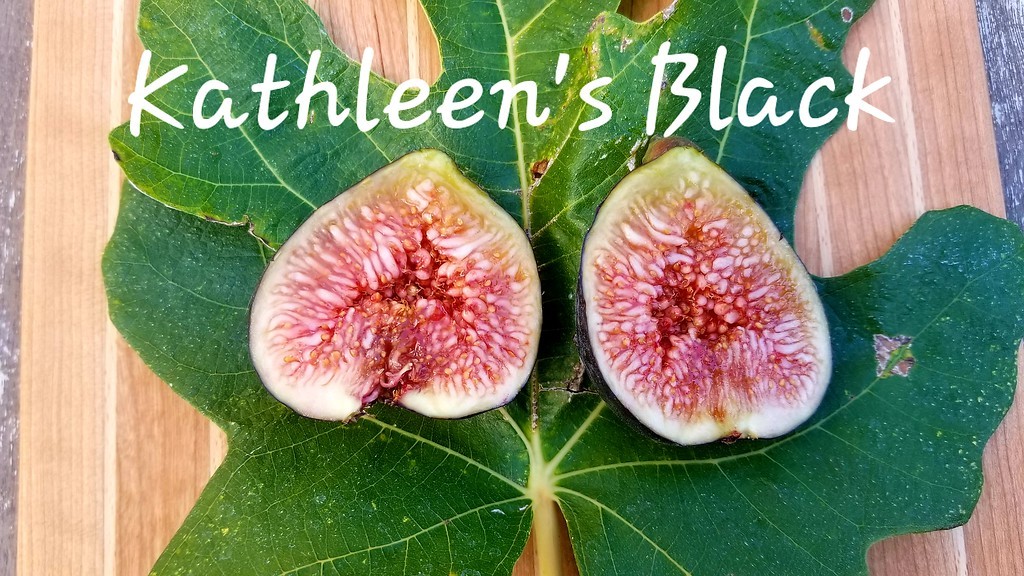 イチジクの優良苗。Ben’s Golden side イチジクの優良苗。ゴールデンリバーサイド⑤