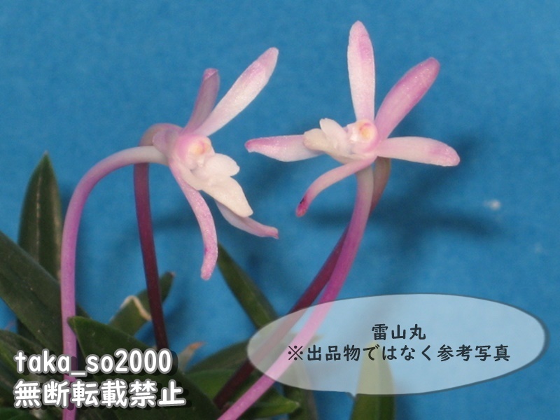 寒蘭『紅風師』