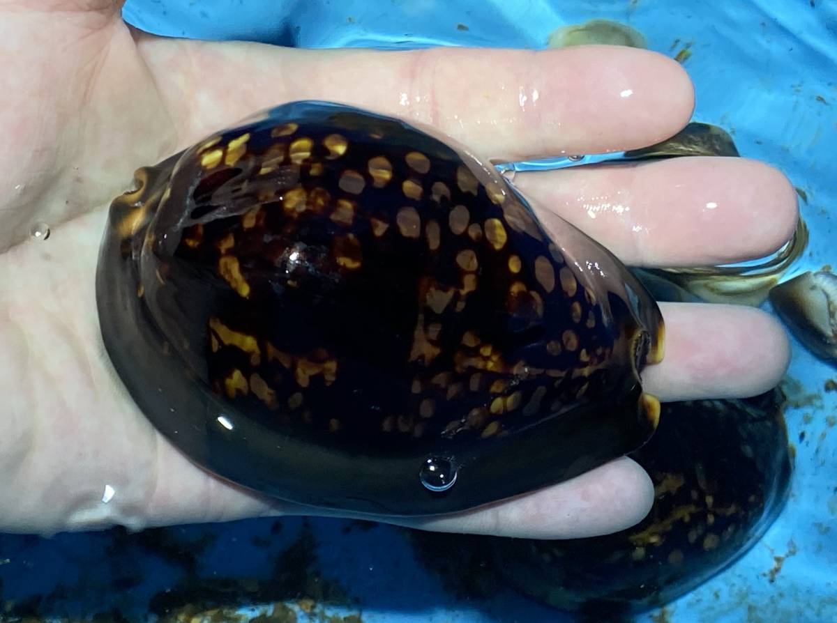 やや傷や汚れあり】[生体販売]ハチジョウダカラ 大サイズ でかくて綺麗