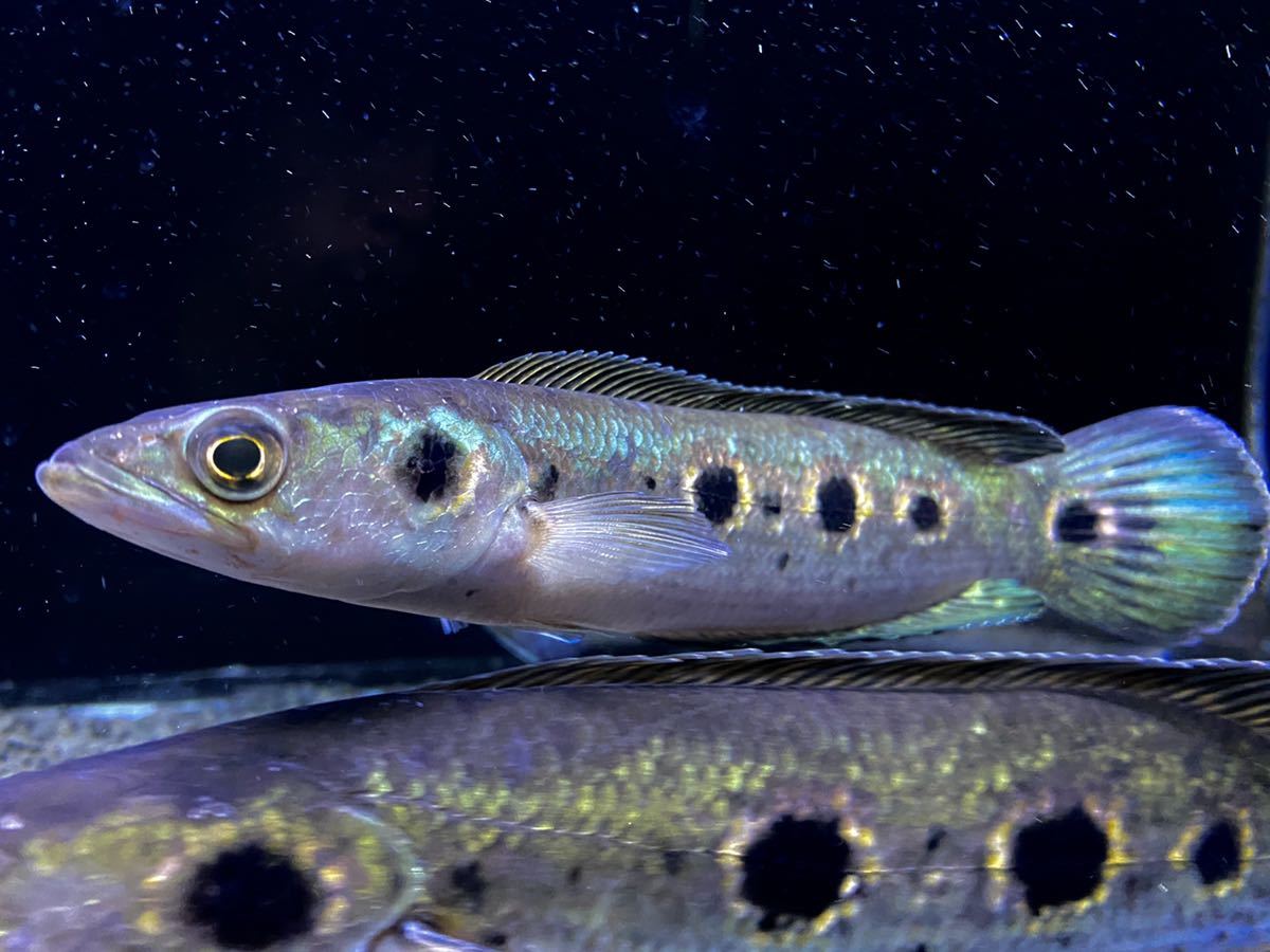 極美。3つ星個体も！wild！】オセレイトスネークヘッド 約22～24センチ