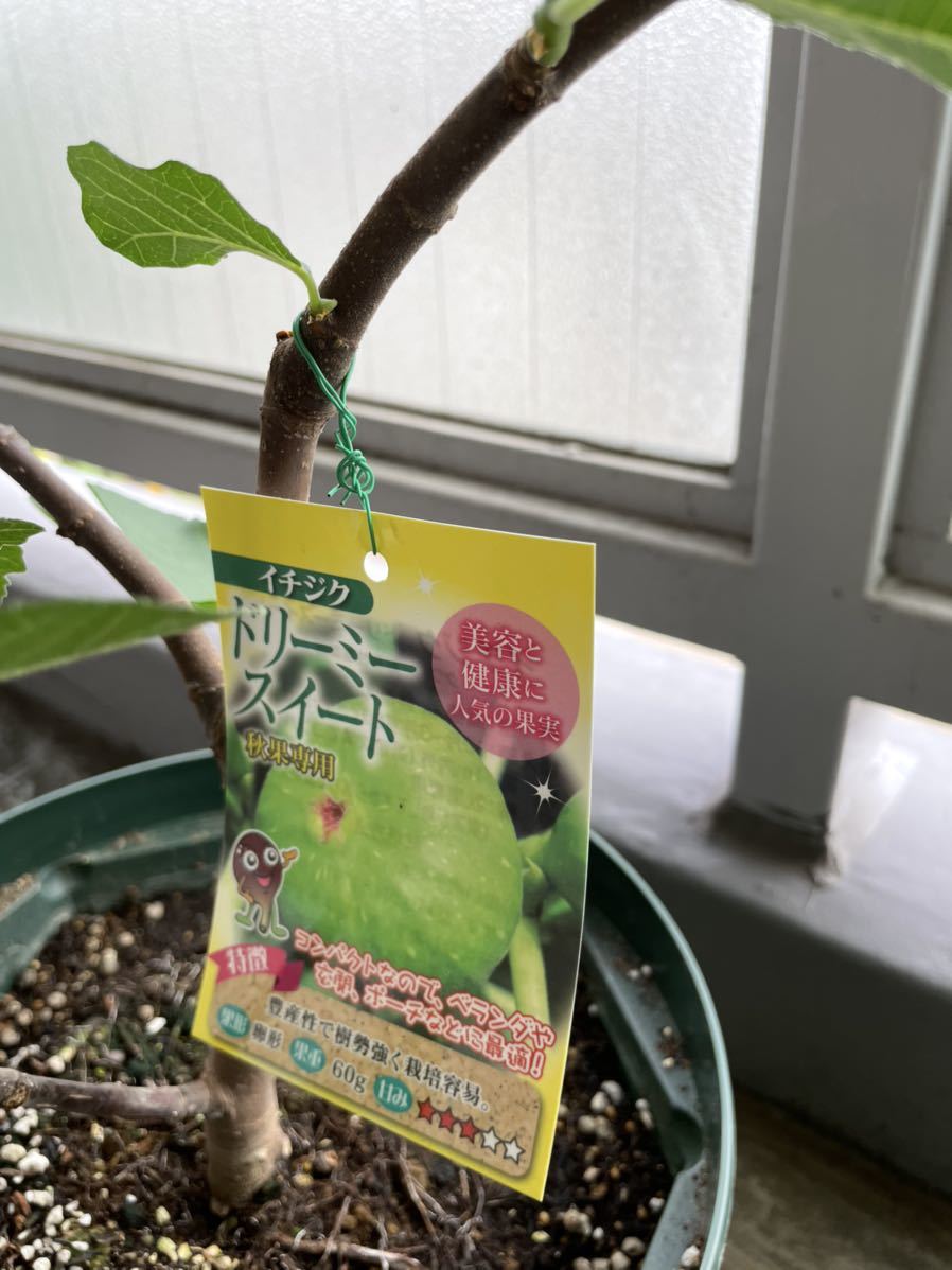 レア品種～いろいろ。3種類お選びください。 挿し穂 3本 イチジク