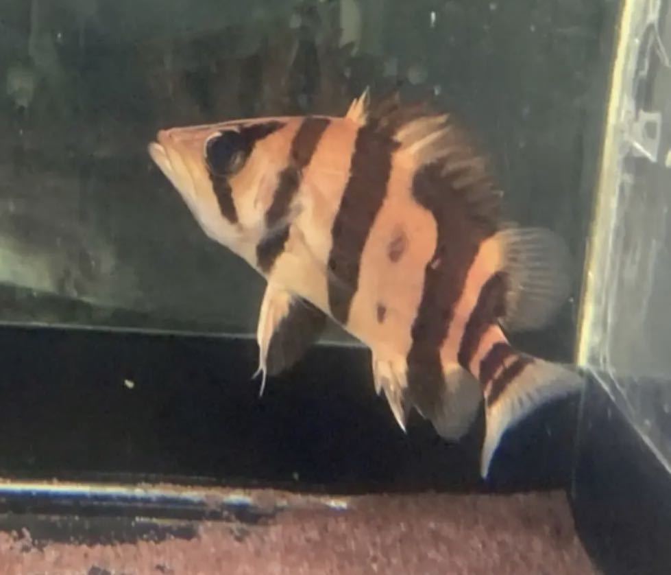 スマトラタイガーイレギュラー15センチ±