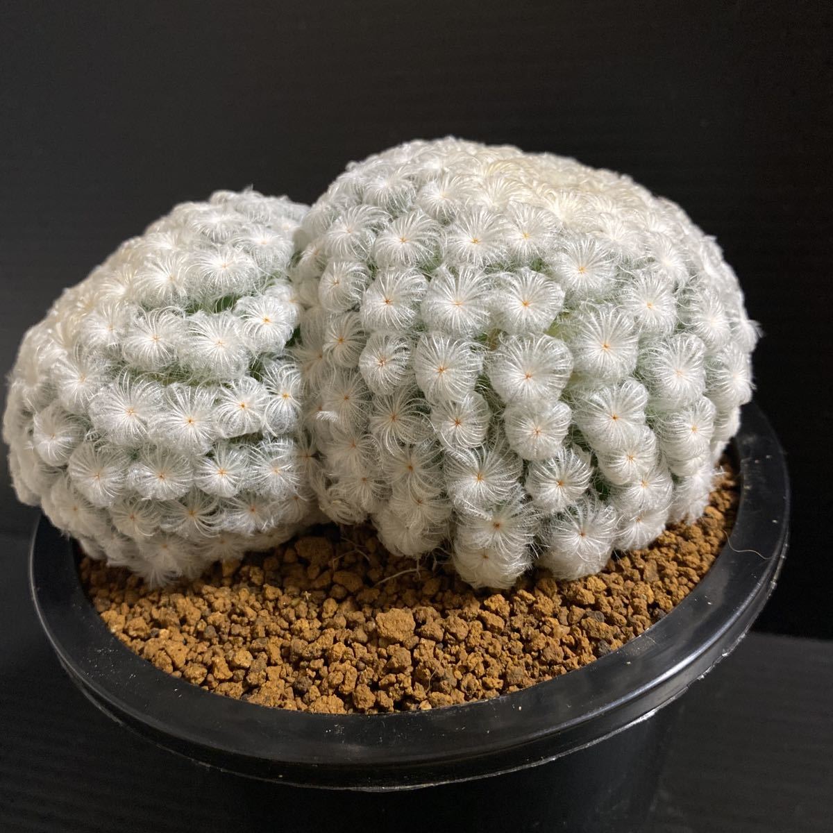 美株! 雪の童子 自根 マミラリア サボテン 多肉植物 ビザール 美株! 雪の童子 自根 マミラリア サボテン 多肉植物 ビザール