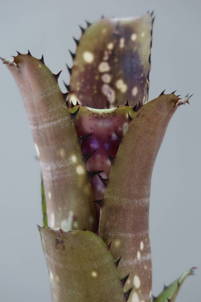 傷や汚れあり】ビルベルギア Billbergia 'Slow Poke' (vittata