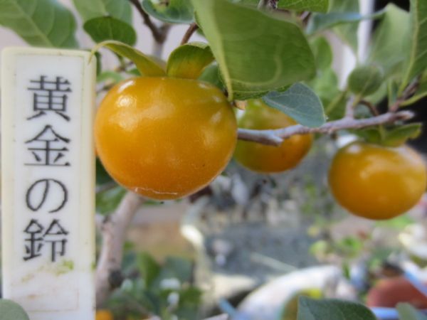 ローヤ柿・喝采（接木）老鴉柿・老爺柿・ロウヤガキ