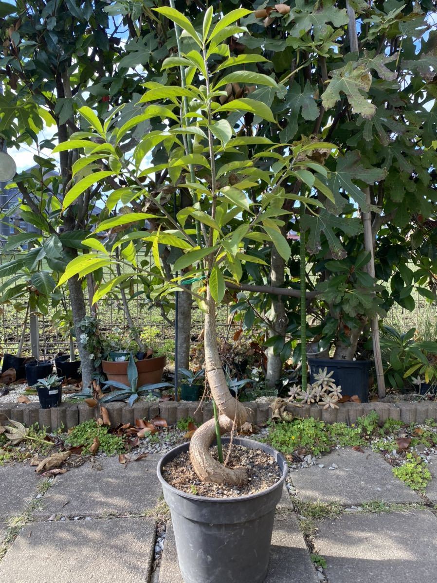 発根済【現品】【盆栽】バオバブの木 バオバブ・ディギタータ 11