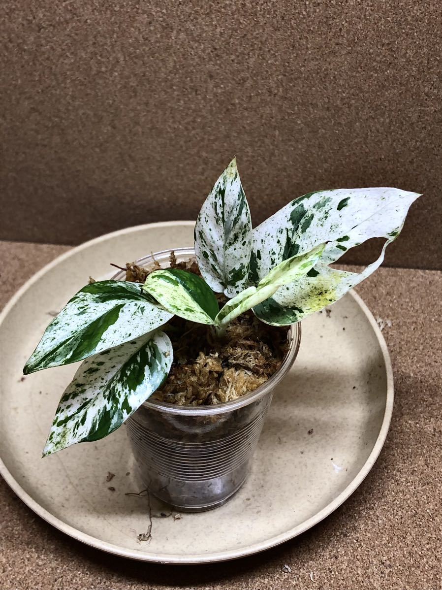 ヒラリー・ハーン SACD Surround バッハ