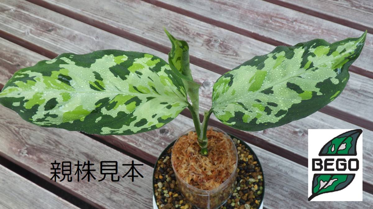 アグラオネマ ピクタム ディアボロ【HW0915-5a】 Aglaonema