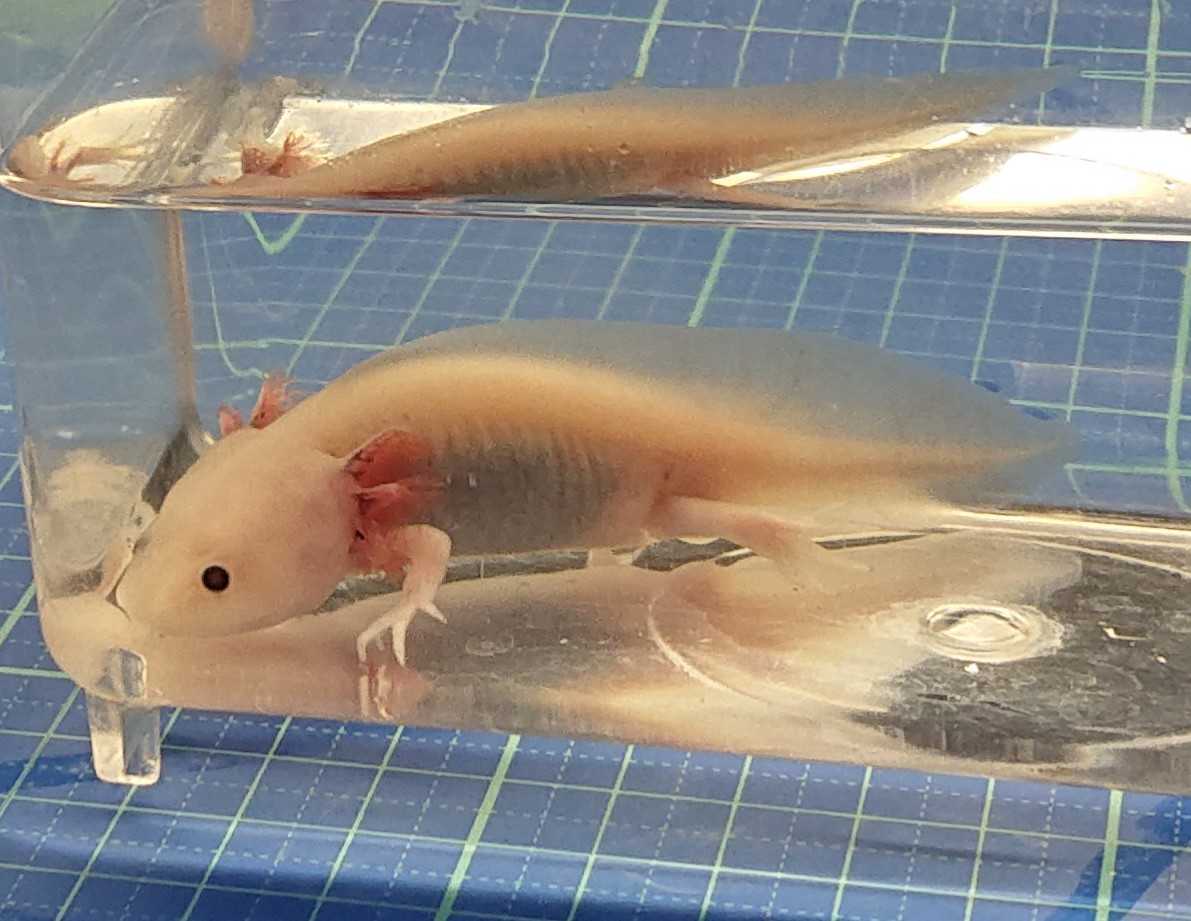 ウーパールーパーショートボディ オス