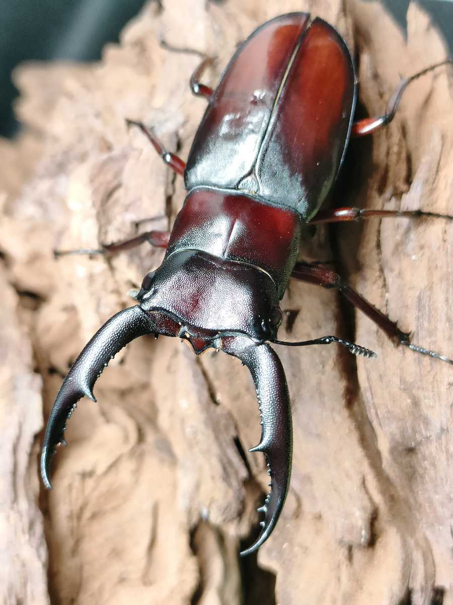 ボルネオ産　美麗タマムシ　46mm 5月新着ボルネオマンディブラリス♂86mm♀45mmペア - PLANET OF