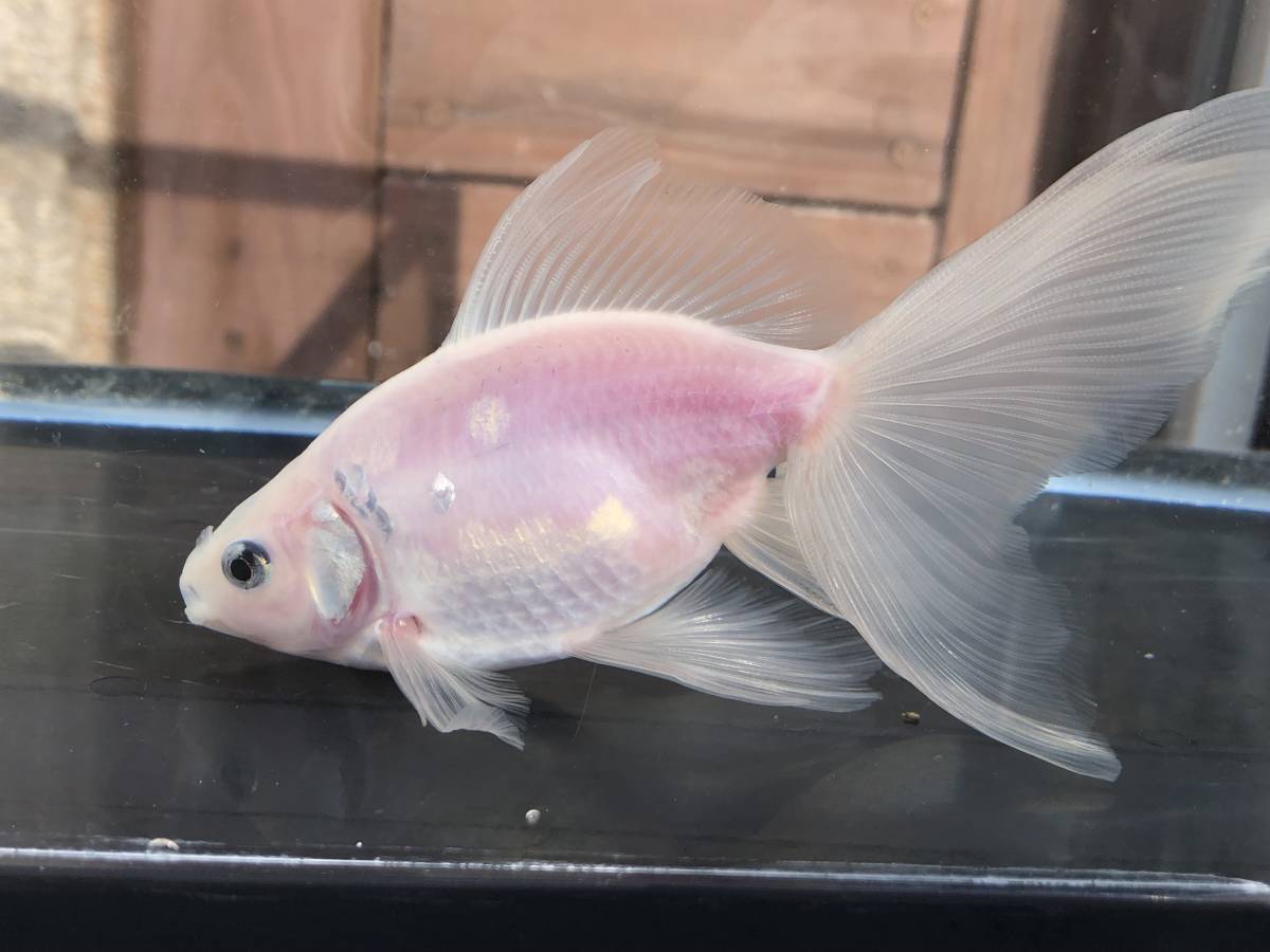 克丸】（自家生産）青モザイク東海錦 上物 当歳魚 丸手タイプ