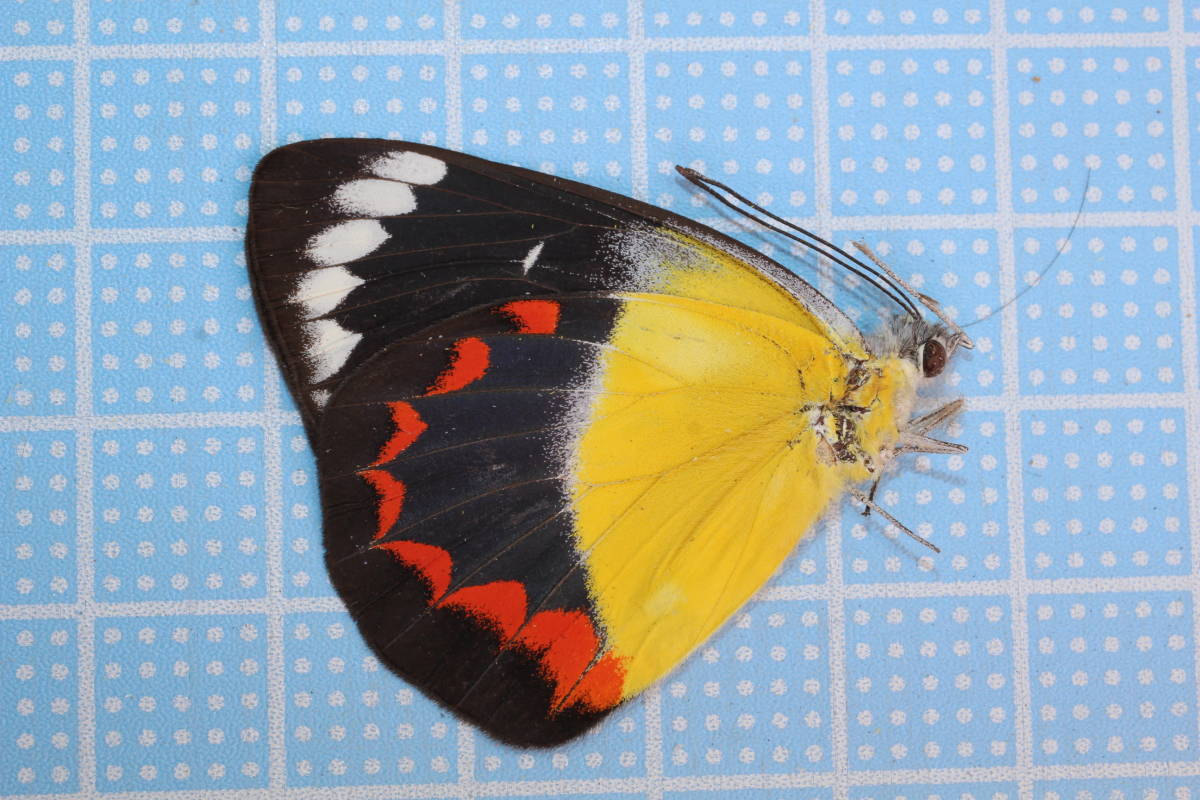 【1ペア】チモールフタオチョウ（チモール産） 1ペア】チモールフタオチョウ（チモール産）