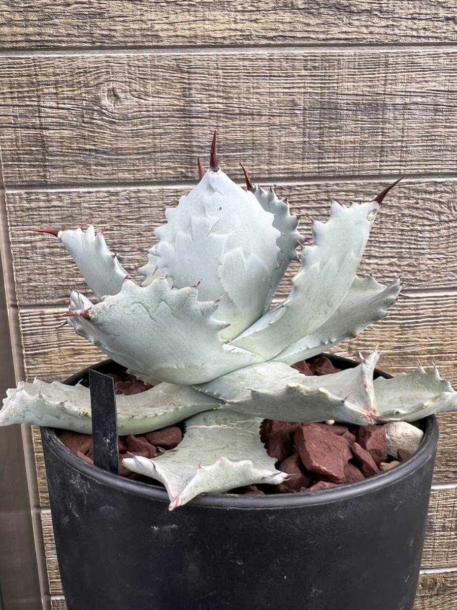 イシスメンシス兜蟹アガベ雷帝雷神