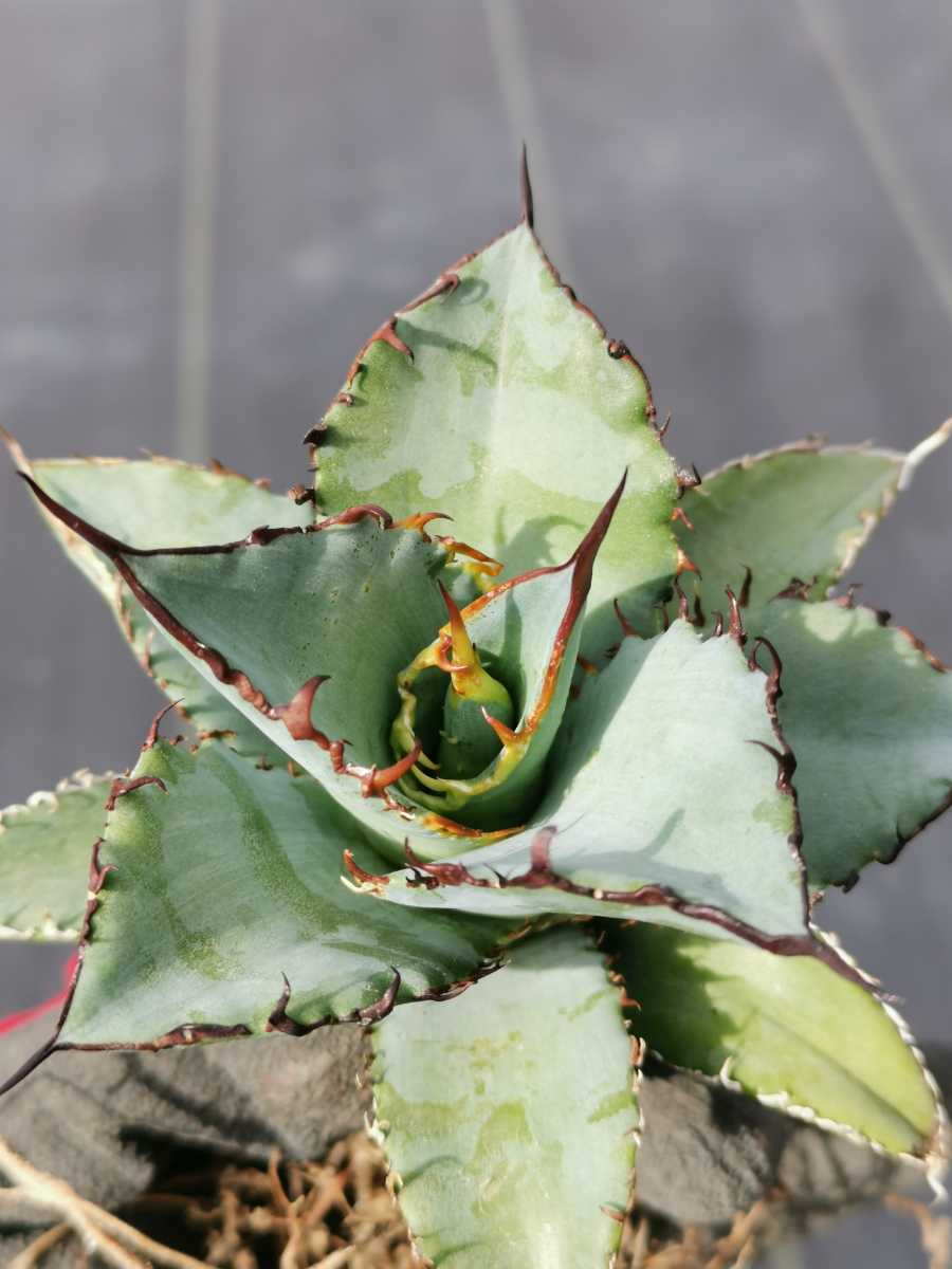 アガベ狼人錦強棘抜き苗発送