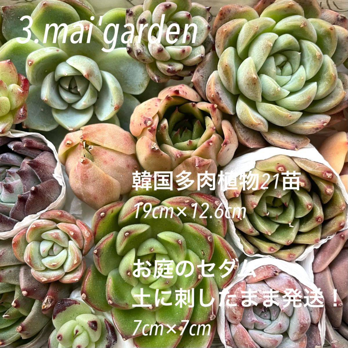 グラマー多肉植物抜き苗