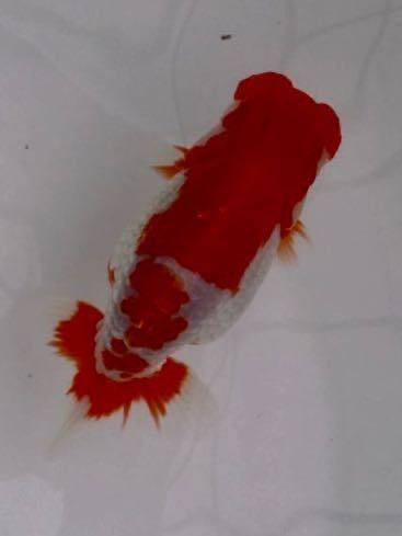 未使用】【安藤養魚場】【日本一血統】【送料無料】らんちゅう