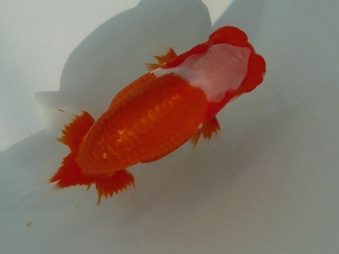 未使用】【安藤養魚場】【日本一血統】【送料無料】らんちゅう