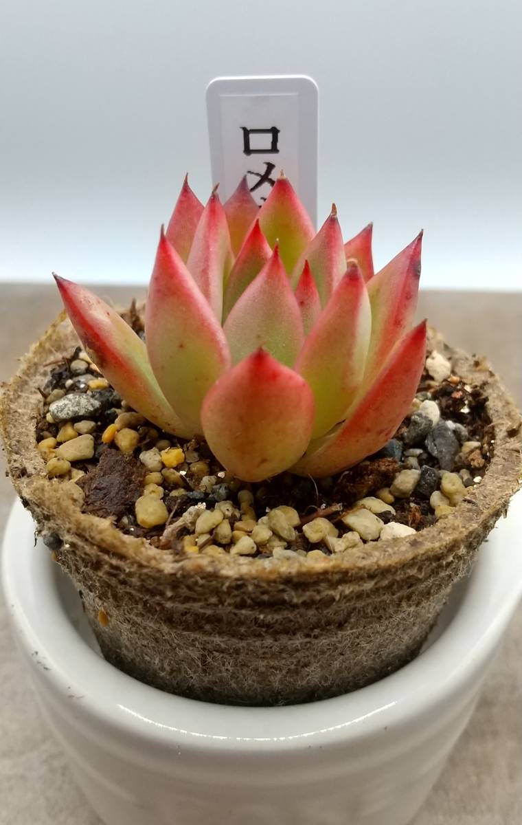 韓国苗♪ノーブル♪カット苗♪ 韓国苗♪ノーブル♪カット苗♪ 【公式通販】