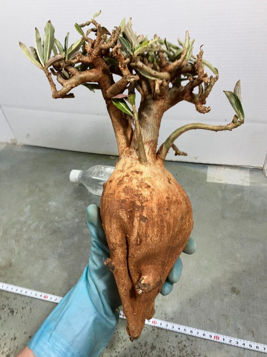 アデニウム ソマレンセ 現地球 発根済 盆栽株 超大株 アデニウム アデニウム ソマレンセ 現地球 発根済 盆栽株 超大株 アデニウム